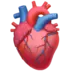 Anatomical Heart
