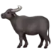 Water Buffalo