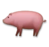 Świnia