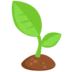 Seedling
