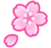 Cherry Blossom
