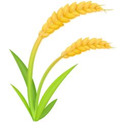 Sheaf of Rice on Facebook