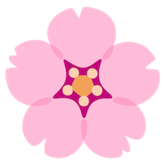 Cherry Blossom on Google