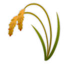 Sheaf of Rice on LG